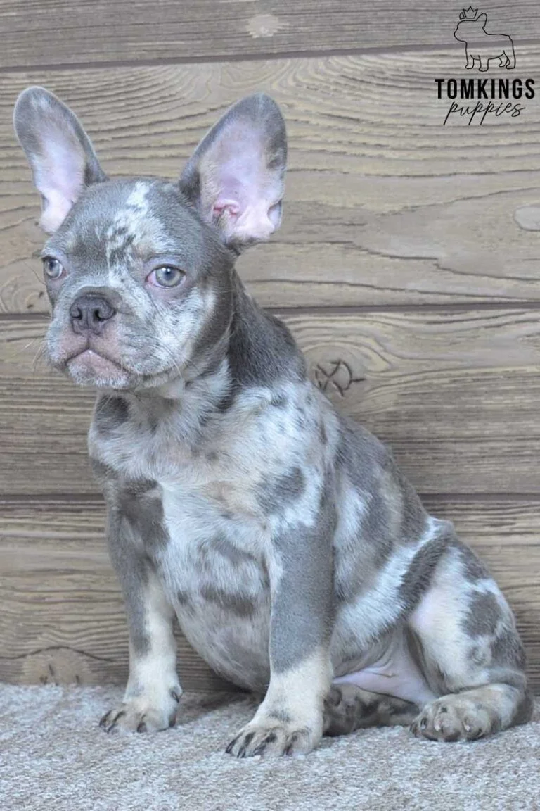 Nash, available French Bulldog puppy at TomKings Puppies