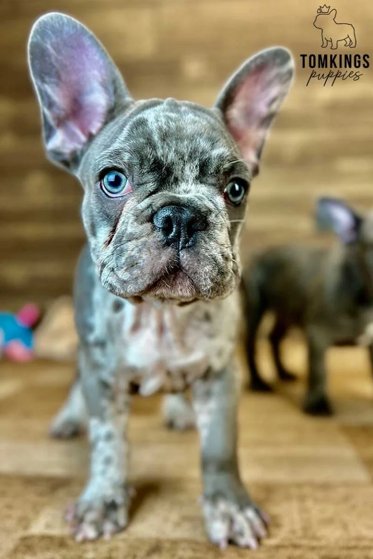 Oliver, available French Bulldog puppy at TomKings Puppies