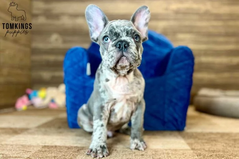 Oliver, available French Bulldog puppy at TomKings Puppies