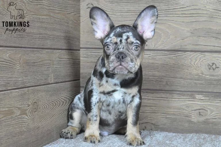 Othello, available French Bulldog puppy at TomKings Puppies