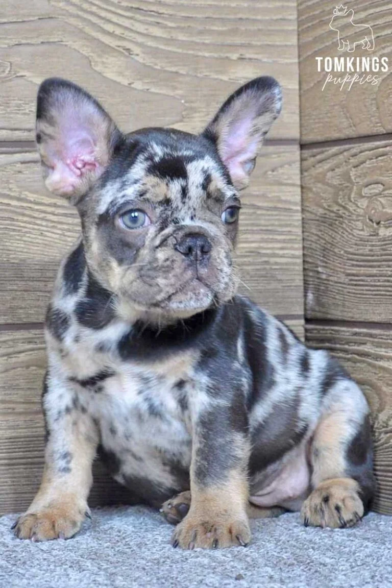 Othello, available French Bulldog puppy at TomKings Puppies