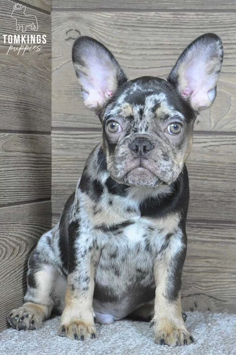 Othello, available French Bulldog puppy at TomKings Puppies