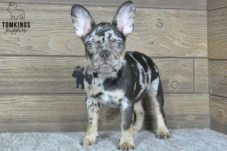 Othello, available French Bulldog puppy at TomKings Puppies