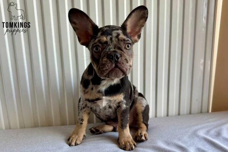 Othello, available French Bulldog puppy at TomKings Puppies