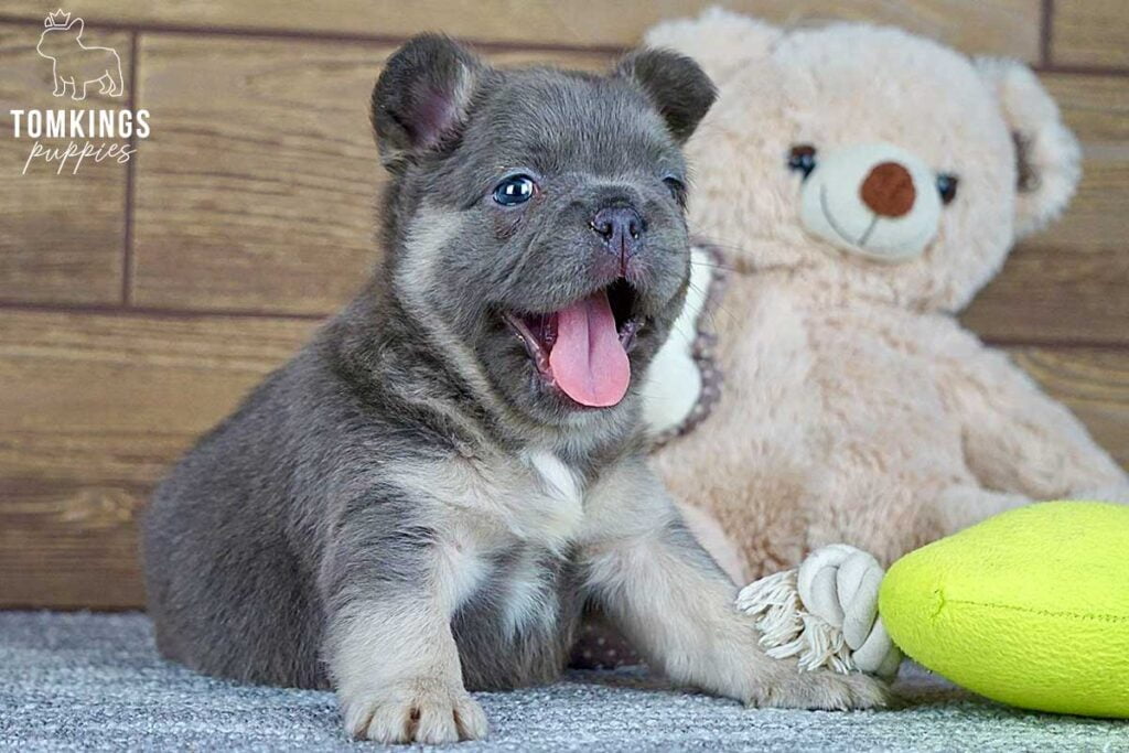 Pauline, available Fluffy French Bulldog puppy at TomKings Puppies