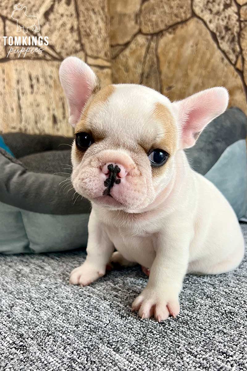 Red Pied French Bulldog - TomKings Puppies