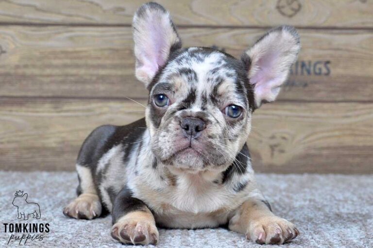 Rollo, available French Bulldog puppy at TomKings Puppies