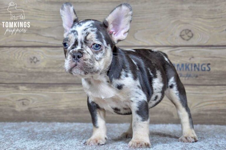 Rollo, available French Bulldog puppy at TomKings Puppies