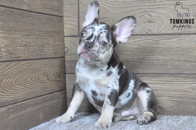 Rollo, available French Bulldog puppy at TomKings Puppies