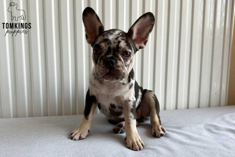 Rollo, available French Bulldog puppy at TomKings Puppies