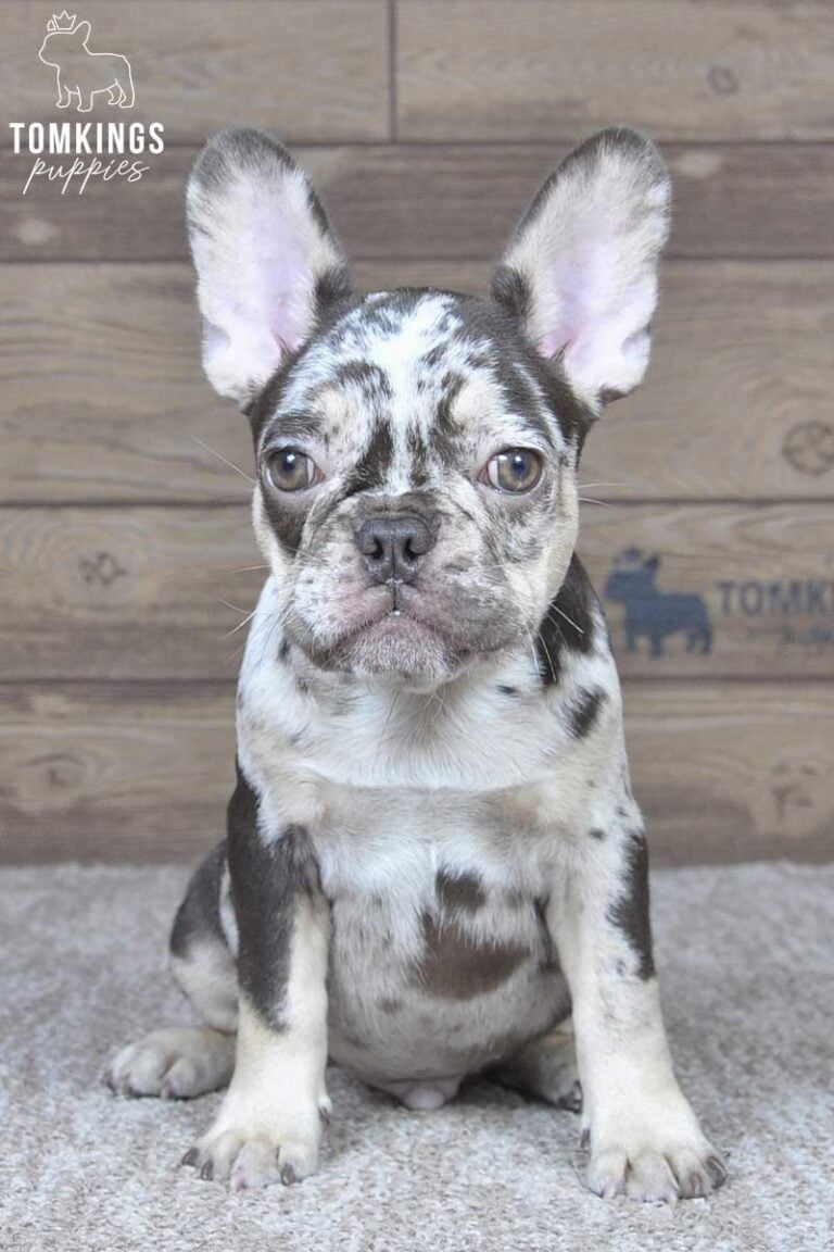 Rollo, available French Bulldog puppy at TomKings Puppies