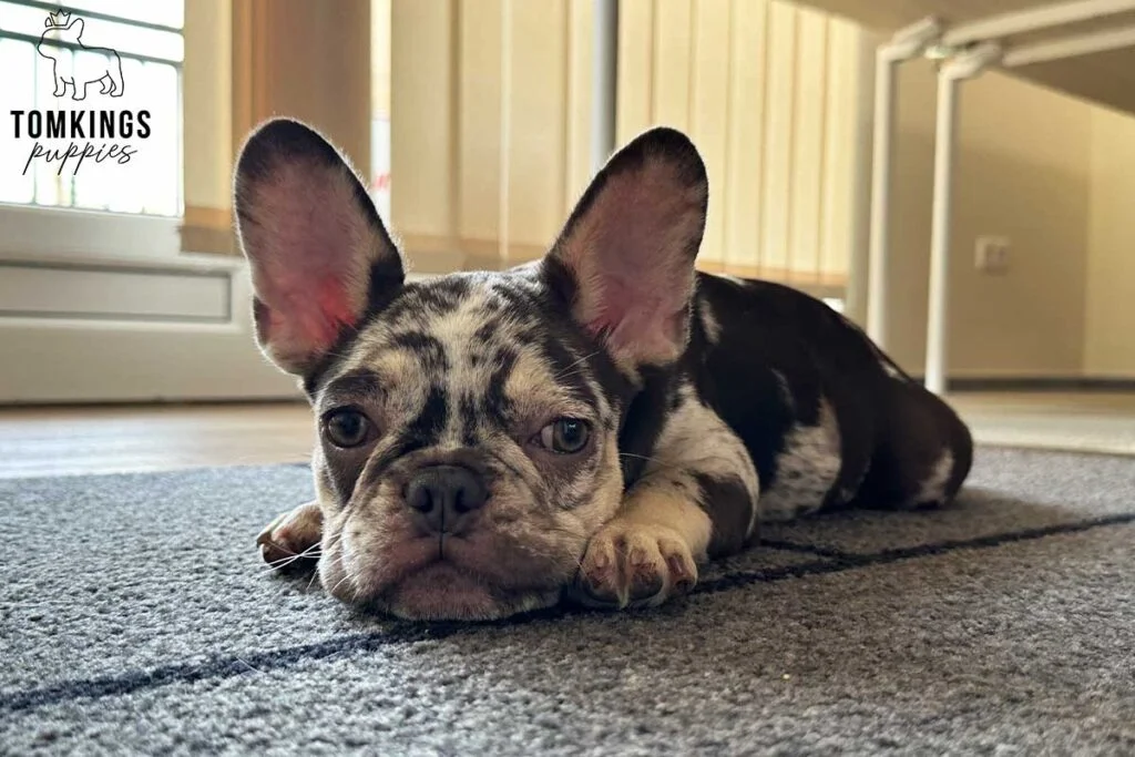 Rollo, available French Bulldog puppy at TomKings Puppies