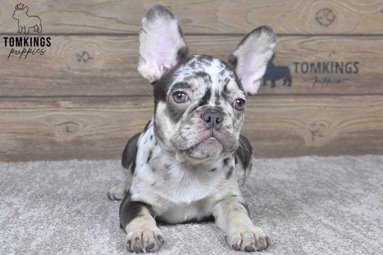 Rollo, available French Bulldog puppy at TomKings Puppies