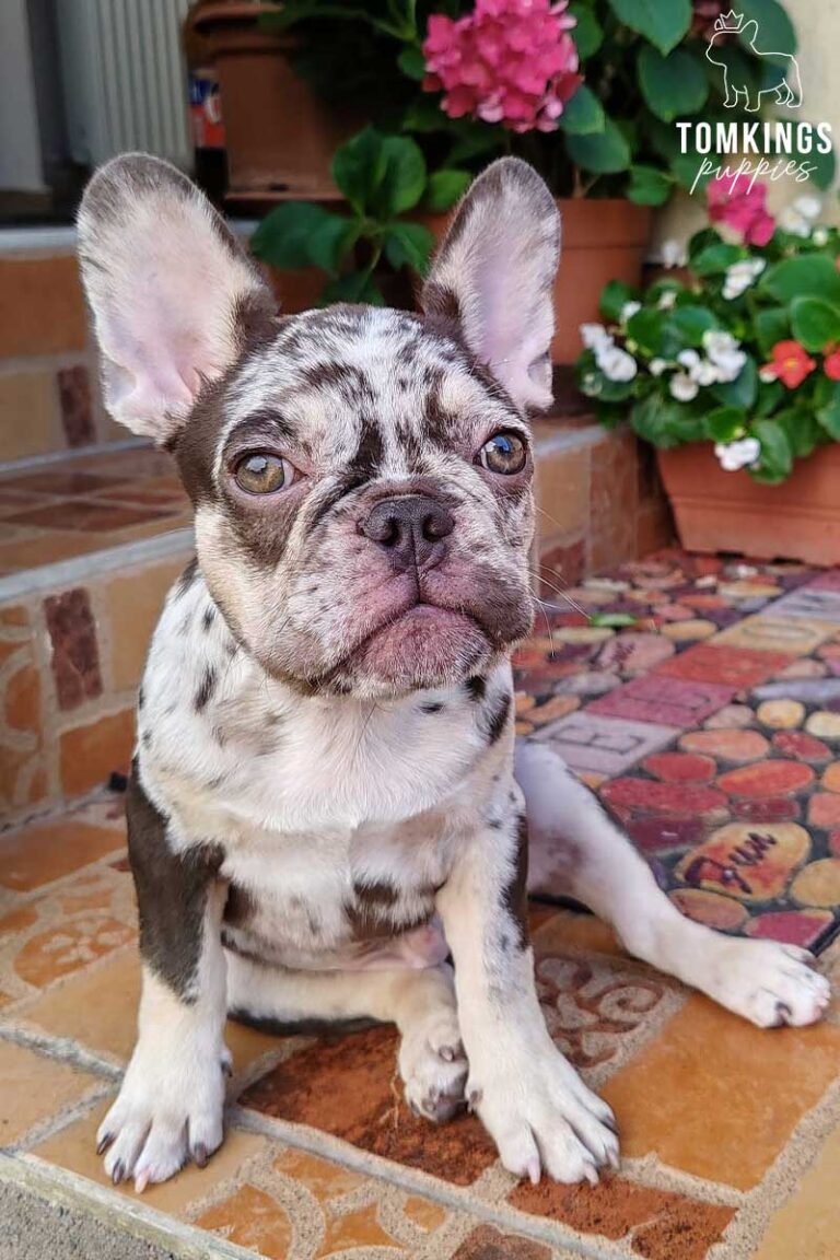 Rollo, available French Bulldog puppy at TomKings Puppies