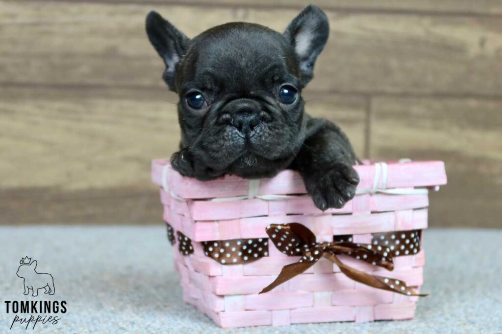 Rowan, available French Bulldog puppy at TomKings Puppies