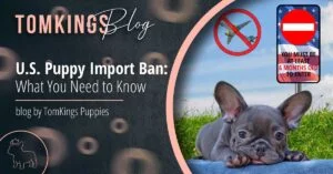 U.S. Puppy Import Ban: What You Need to Know - TomKings Puppies Blog