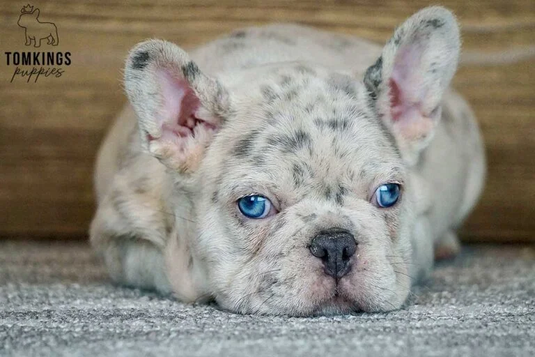 Wolfram, available French Bulldog puppy at TomKings Puppies