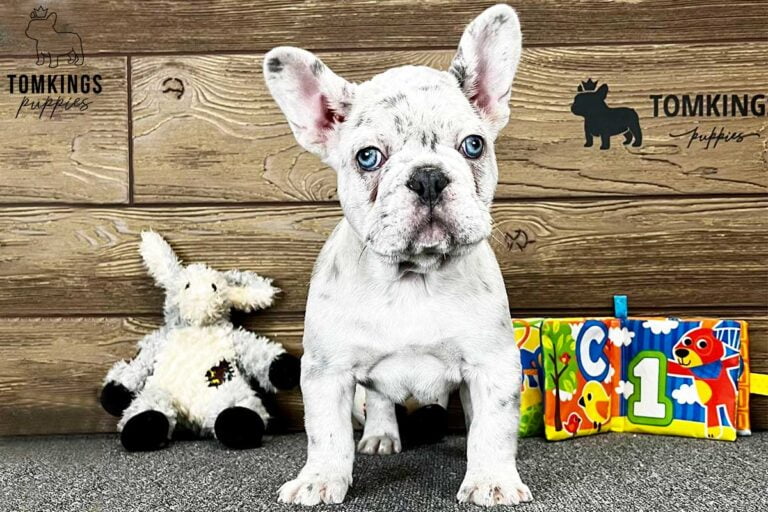 Wolfram, available French Bulldog puppy at TomKings Puppies