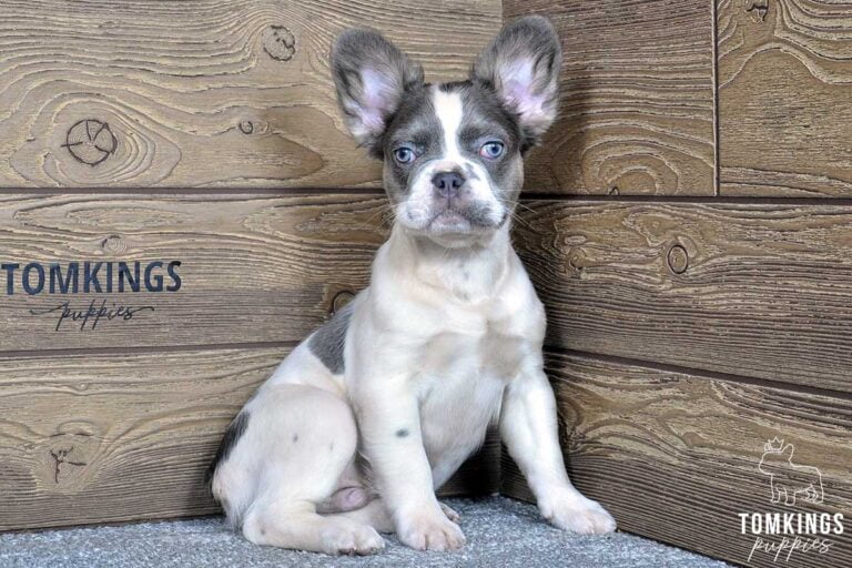 Aldo, available Fluffy French Bulldog puppy at TomKings Puppies