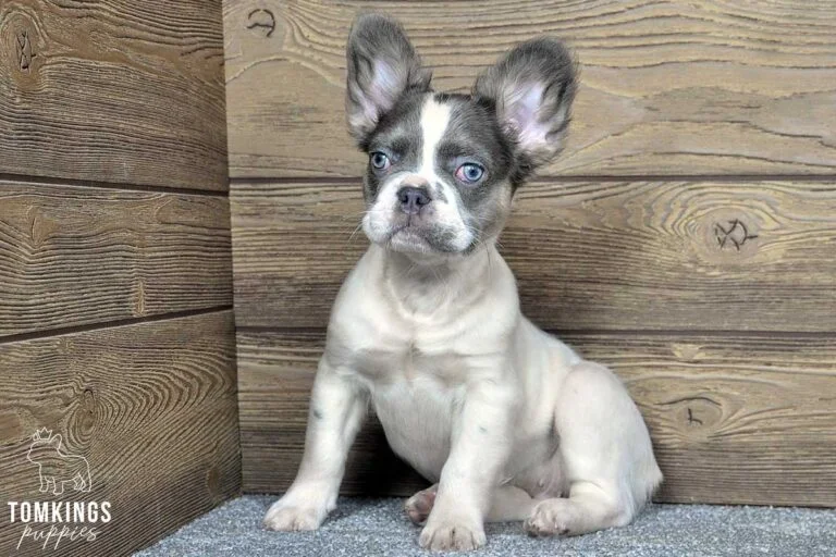 Aldo, available Fluffy French Bulldog puppy at TomKings Puppies