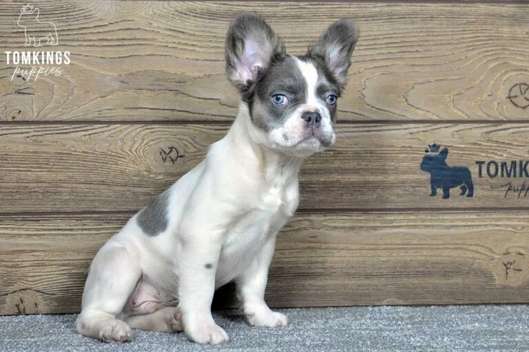 Aldo, available Fluffy French Bulldog puppy at TomKings Puppies