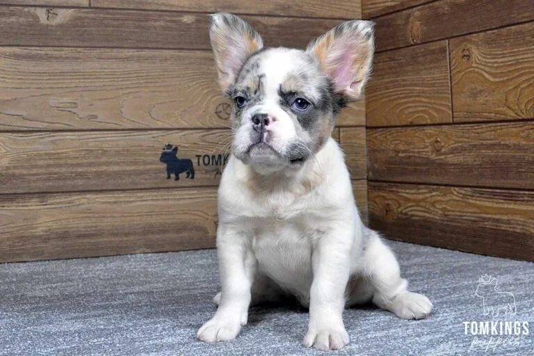 Athena, available Fluffy French Bulldog puppy at TomKings Puppies