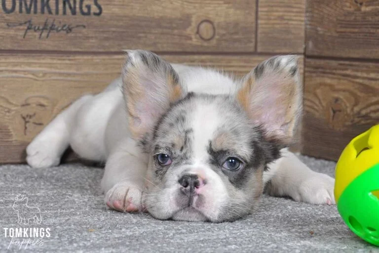 Athena, available Fluffy French Bulldog puppy at TomKings Puppies