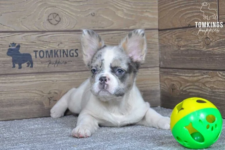 Athena, available Fluffy French Bulldog puppy at TomKings Puppies