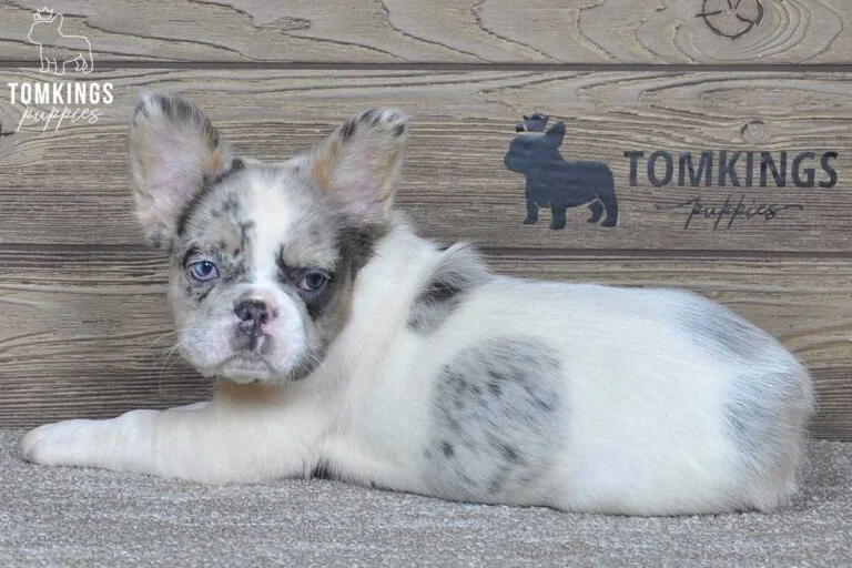 Athena, available Fluffy French Bulldog puppy at TomKings Puppies