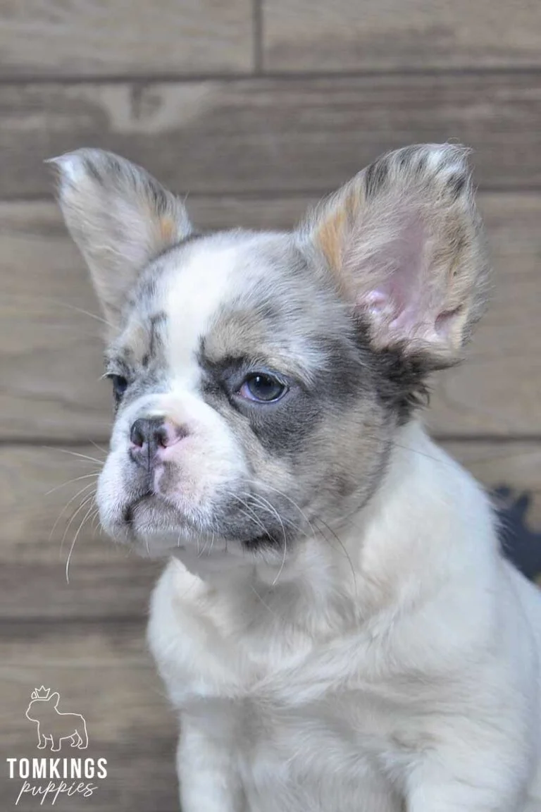 Athena, available Fluffy French Bulldog puppy at TomKings Puppies
