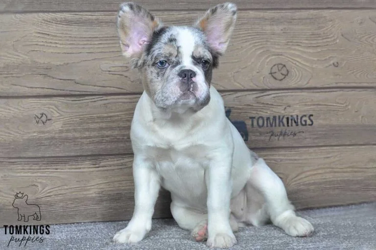 Athena, available Fluffy French Bulldog puppy at TomKings Puppies