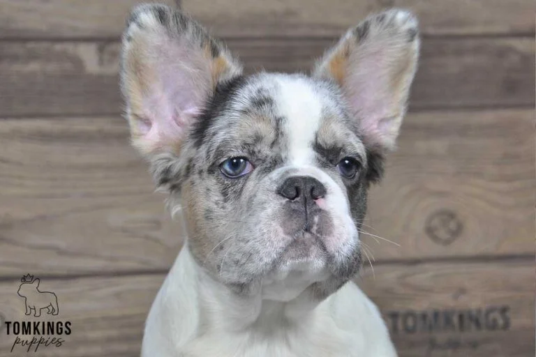 Athena, available Fluffy French Bulldog puppy at TomKings Puppies