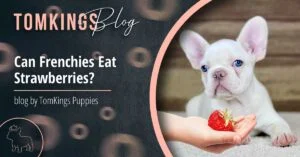Can Frenchies Eat Strawberries? - TomKings Blog