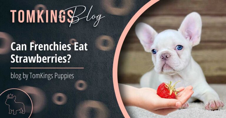 Can Frenchies Eat Strawberries? - TomKings Blog