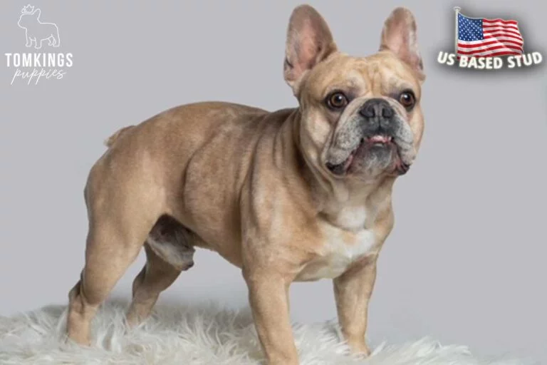 Cash, French Bulldog stud. TomKings Stud service