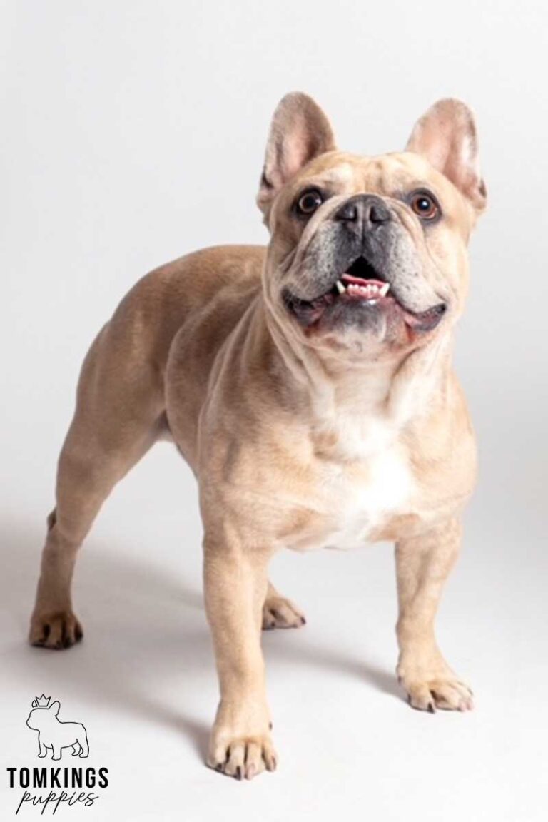 Cash, French Bulldog stud. TomKings Stud service