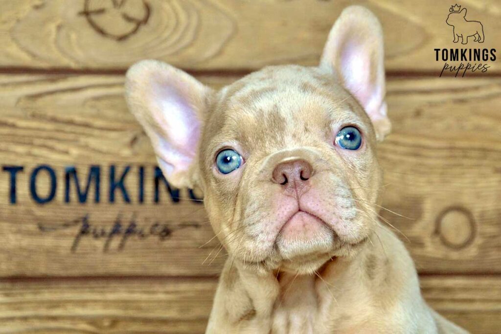 Caspian, available French Bulldog puppy at TomKings Puppies