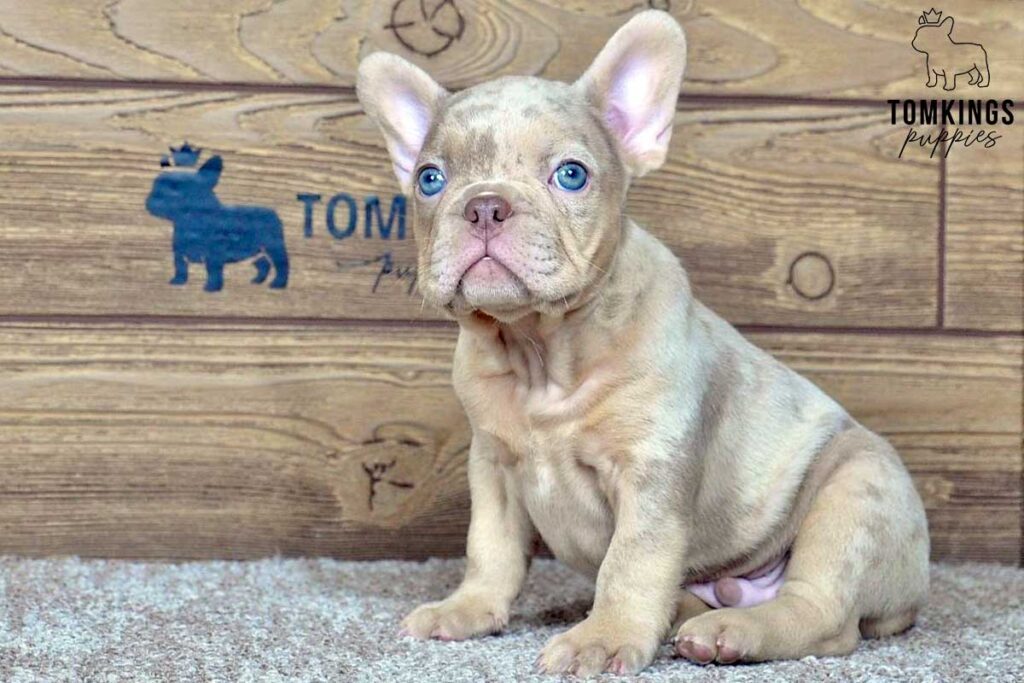 Caspian, available French Bulldog puppy at TomKings Puppies