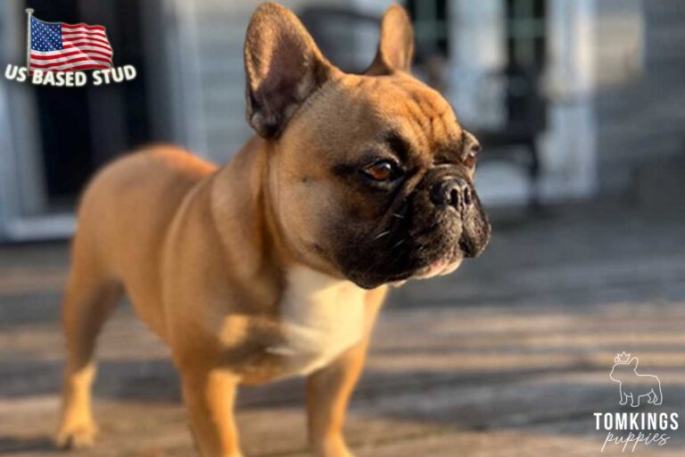 Ciccio, French Bulldog stud. TomKings Stud service