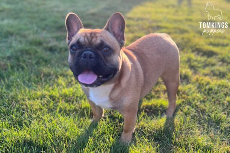 Ciccio, French Bulldog stud. TomKings Stud service