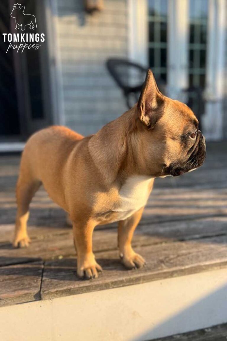 Ciccio, French Bulldog stud. TomKings Stud service