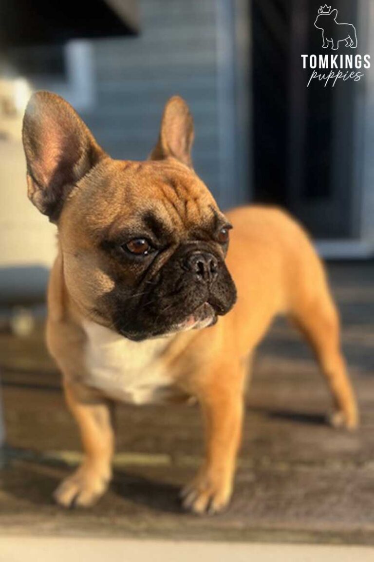 Ciccio, French Bulldog stud. TomKings Stud service