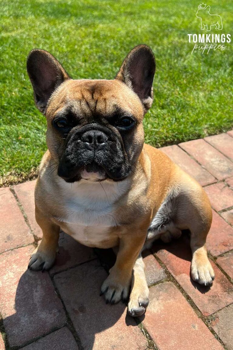 Ciccio, French Bulldog stud. TomKings Stud service