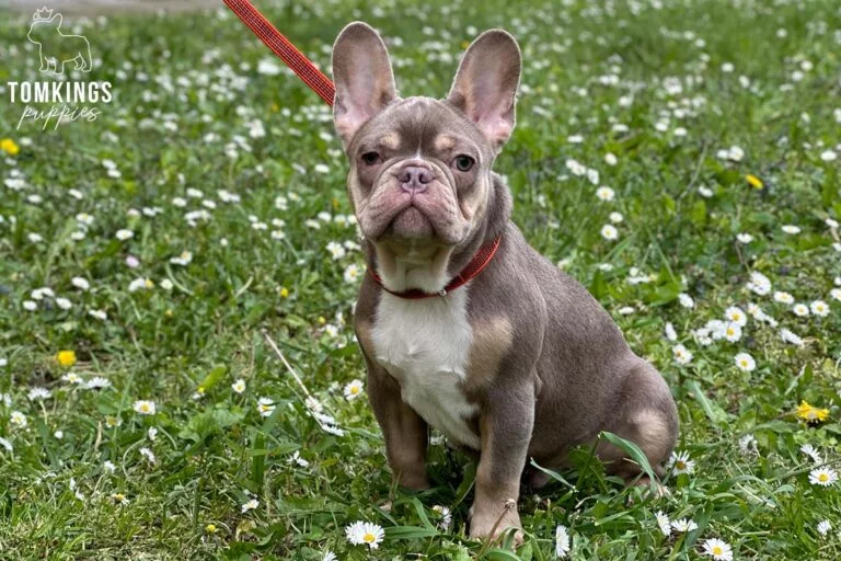 Devon, French Bulldog stud. TomKings Stud service