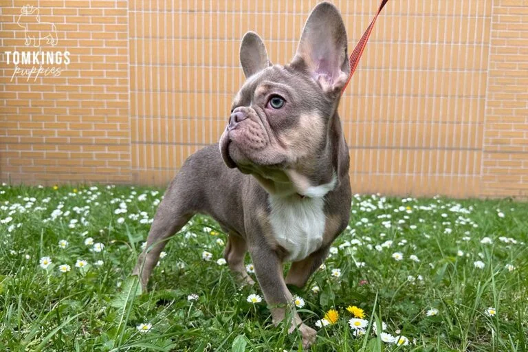 Devon, French Bulldog stud. TomKings Stud service