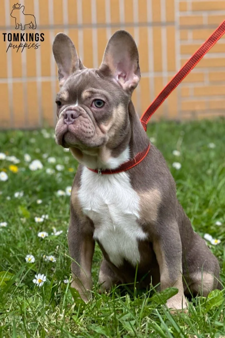 Devon, French Bulldog stud. TomKings Stud service