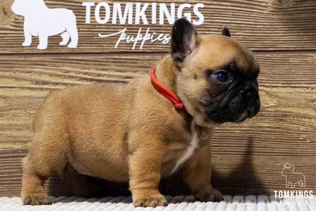 Edwin, available French Bulldog puppy at TomKings Puppies