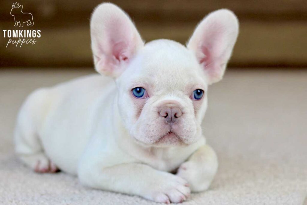 Everly, available French Bulldog puppy at TomKings Puppies