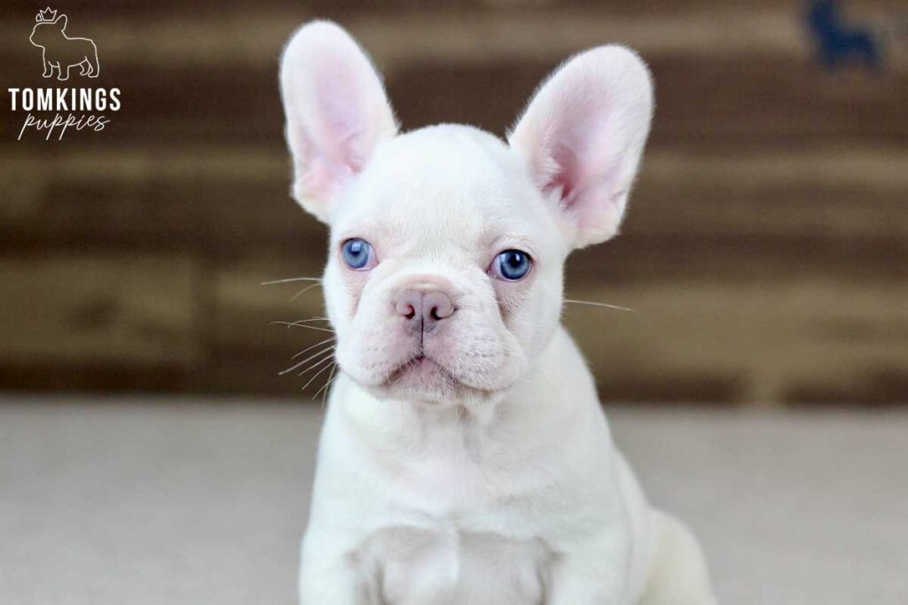 Everly, available French Bulldog puppy at TomKings Puppies