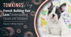 French Bulldog Hair Loss: Understanding Causes and Solutions - TomKings Blog